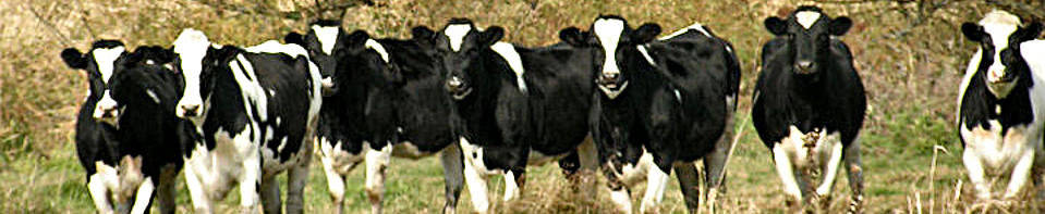 Holstein cow herd.