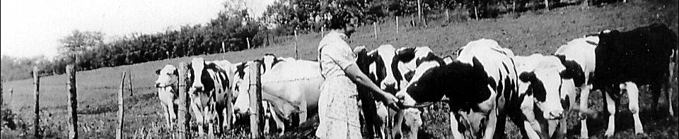 Mrs. Elda Schiesser feeding a cow.
