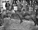 Mike Elmer, resting hand on steel post.  Don Witt on Mike's left.</P